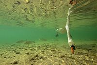 Mute swan underwater
