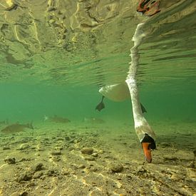 Cygne tuberculé sous l'eau sur Arthur de Bruin