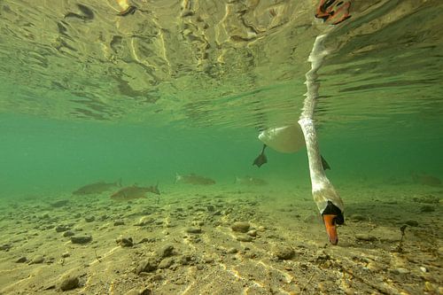Cygne tuberculé sous l'eau sur Arthur de Bruin