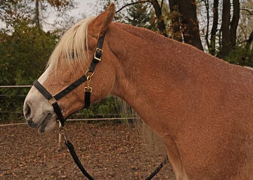 Fotoshoot met lichtbruine Haflinger met beige manen
