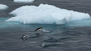 Eselspinguine im Wasser in der Antarktis