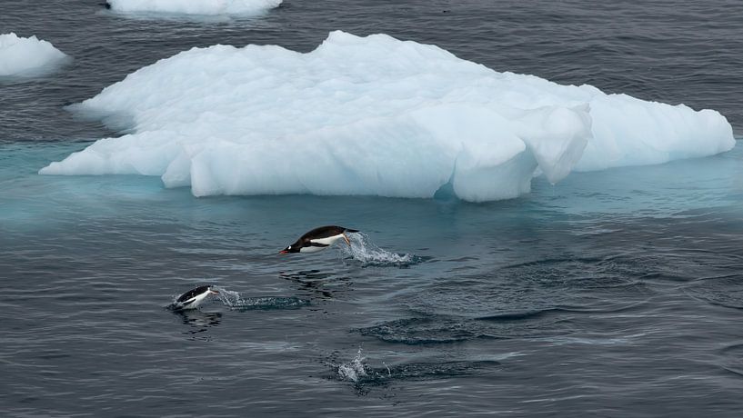 Ezelspinguins in het water in Antarctica van Anges van der Logt