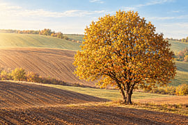 Gouden boom op glooiende velden in zonlicht tijdens de herfst.