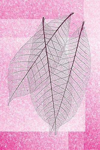 De schoonheid van skelet bladeren .