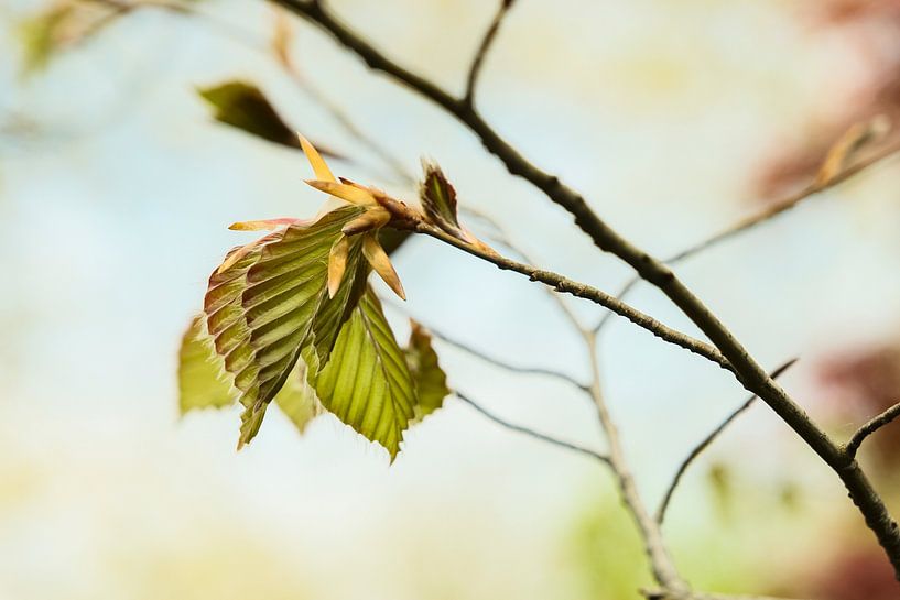 The subtle colours in spring. by tim eshuis