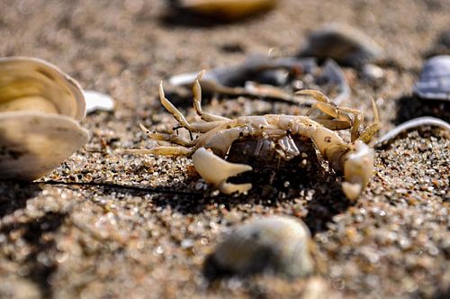 Krebs und Muscheln am Strand in Zudar