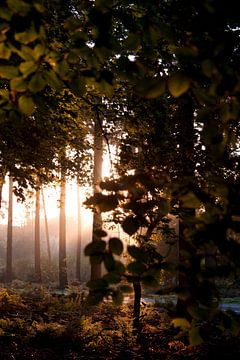 Magische hollandse zonsopgang 1 van Danielle Kramer