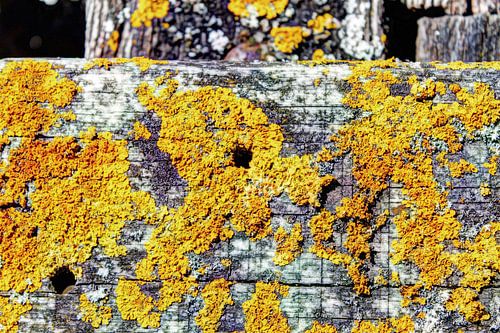 Landelijke Rustieke Houten Planken