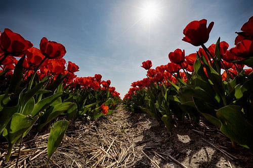 Bollenveld - Rode tulpen