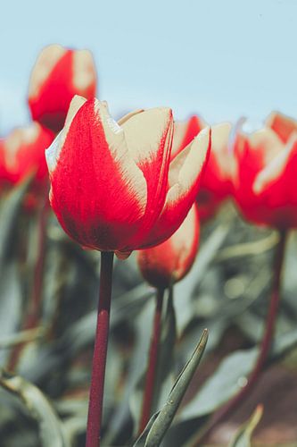 Red and yellow tulips in the farmer's field in Drenthe