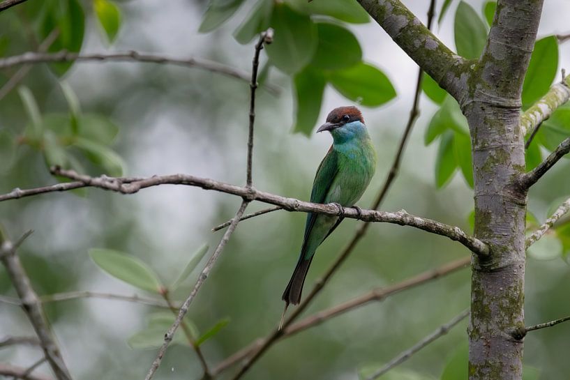 Ein malaiischer Bienenfresser auf einem Ast im Wald von Singapur von Anges van der Logt