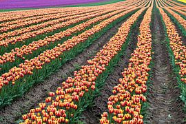 tulips in bloom in spring by Heiko Kueverling