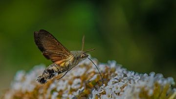 Kolibrievlinder. van Robert Moeliker
