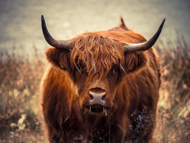 highlander by snippefotografie