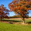 Autumn colours on the hills of South Limburg by John Kreukniet