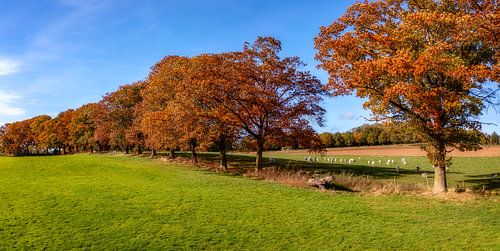 Herfstkleuren op de heuvels van Zuid-Limburg