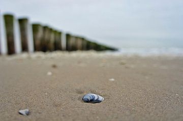 Shell by Marion Moerland