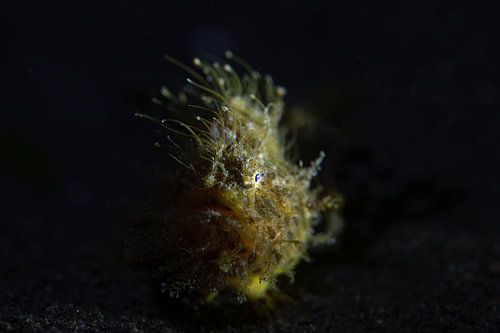 master of camouflage