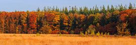 Herbst in Drenthe von Henk Meijer Photography