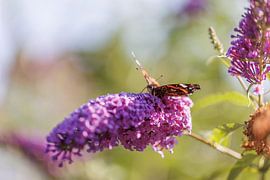 Admiral butterfly on pink lilac blossom by Christoph Hermann