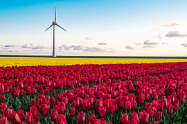 Windmolen boven Hollandse tulpenvelden van Klickzz