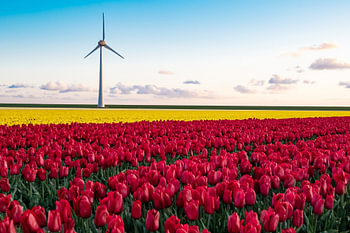 Windrad über holländischen Tulpenfeldern