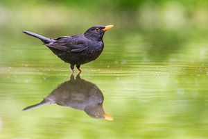 Merel met spiegelbeeld