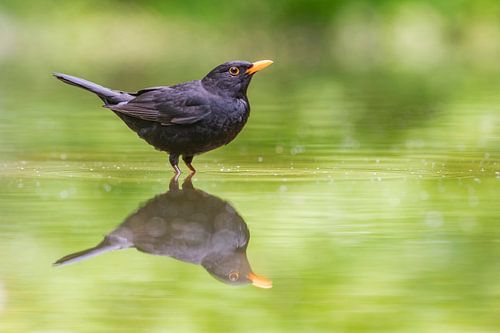 Merel met spiegelbeeld