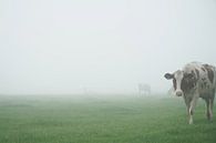 nieuwsgierige koe in mistig weiland von Karin in't Hout Miniaturansicht