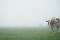 nieuwsgierige koe in mistig weiland