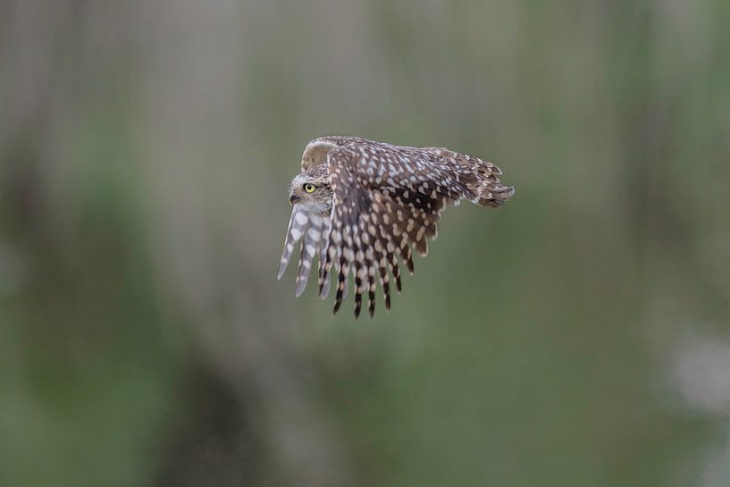 Burrowing owl in flight by Larissa Rand