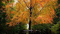 Warme Herbstfarben von Sran Vld Fotografie Miniaturansicht
