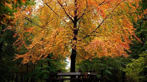 Warme herfst kleuren