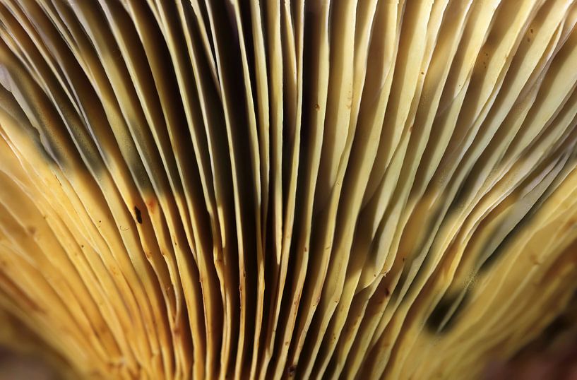 Pilz von Thomas Jäger