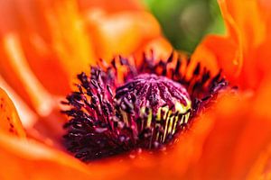 Papaver van Rob Boon