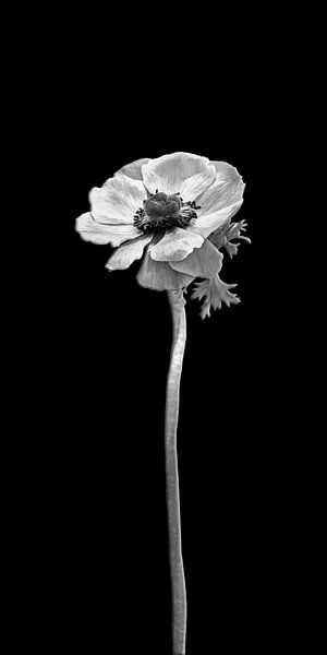 Anemone coronaria | dark design by Melanie Viola
