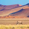Oryx antilope in de woestijn van Matthias Spartz