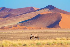 Oryx antilope in de woestijn
