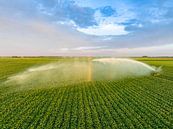 Aardappelen in een veld met bloeiende groene planten tijdens zonsondergang van Sjoerd van der Wal Fotografie thumbnail