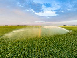 Kartoffeln auf einem Feld mit blühenden grünen Pflanzen bei Sonnenuntergang