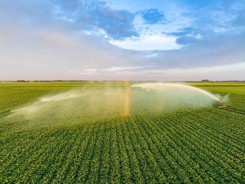 Aardappelen in een veld met bloeiende groene planten tijdens zonsondergang van Sjoerd van der Wal Fotografie