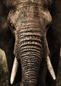 Olifant close-up van Bert Hooijer