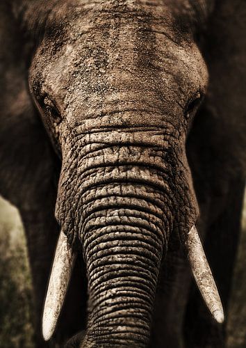 Olifant close-up van Bert Hooijer