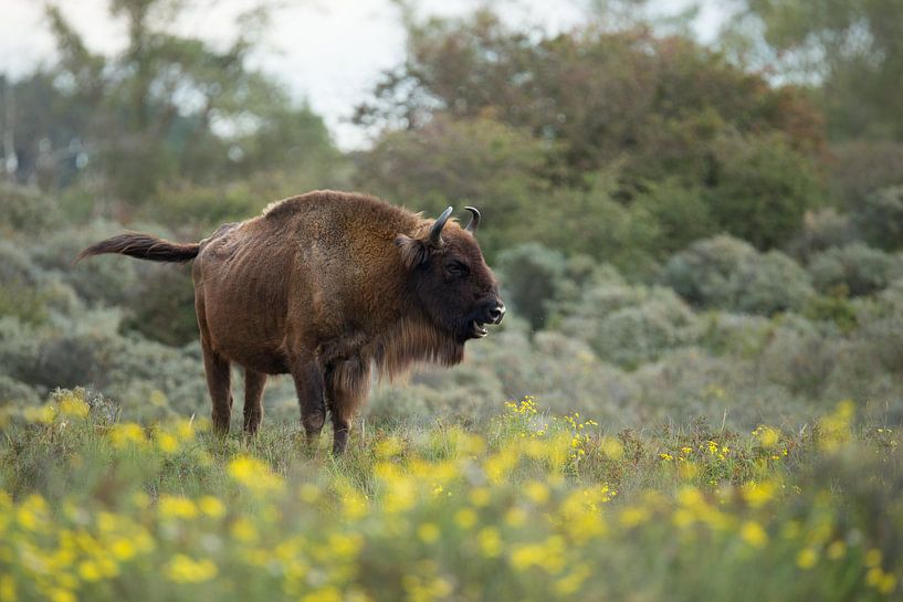 Bison (European Bison) in the Kraansvlak in National Park South-Kennemerland by Jeroen Stel