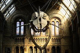 Natural History Museum, London, whale skeleton by Nynke Altenburg