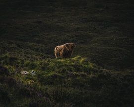 The Scottish Highlander by Sander Spreeuwenberg