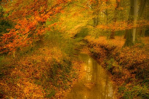 Beek op landgoed Baasdam