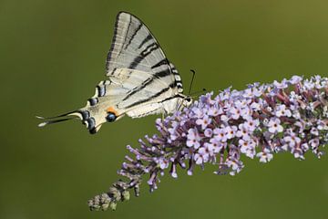 Koningspage vlinder op Sering van Rob Kuiper
