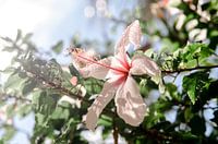 Chinesische Rose - Blume auf Kreta - Blume mit Wassertropfen