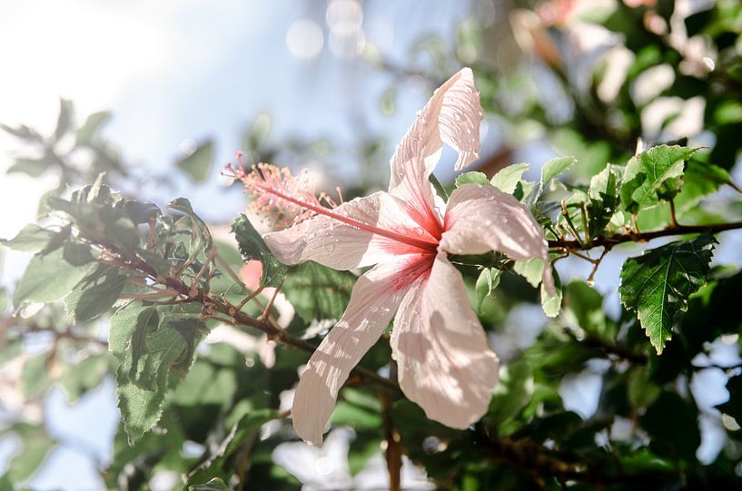 Chinese Roos - bloem in Kreta - bloem met waterdruppels van Joke Troost